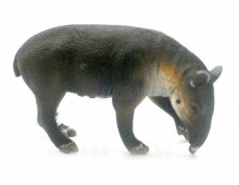 PROCON動物模型-中美貘