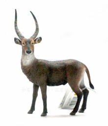 PROCON動物模型-水羚R88562