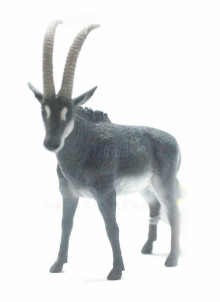 PROCON動物模型-羅馬羚羊(雄)R88564
