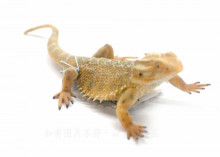 PROCON動物模型-鬍鬚鬃蟋88567