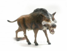 完齒獸 PROCON動物模型