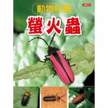 動物奇觀：螢火蟲