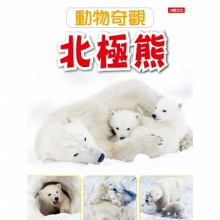 動物奇觀：北極熊