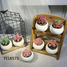 模擬植物陶瓷盆 多肉混88P