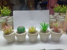 模擬植物陶瓷盆 多肉混138P